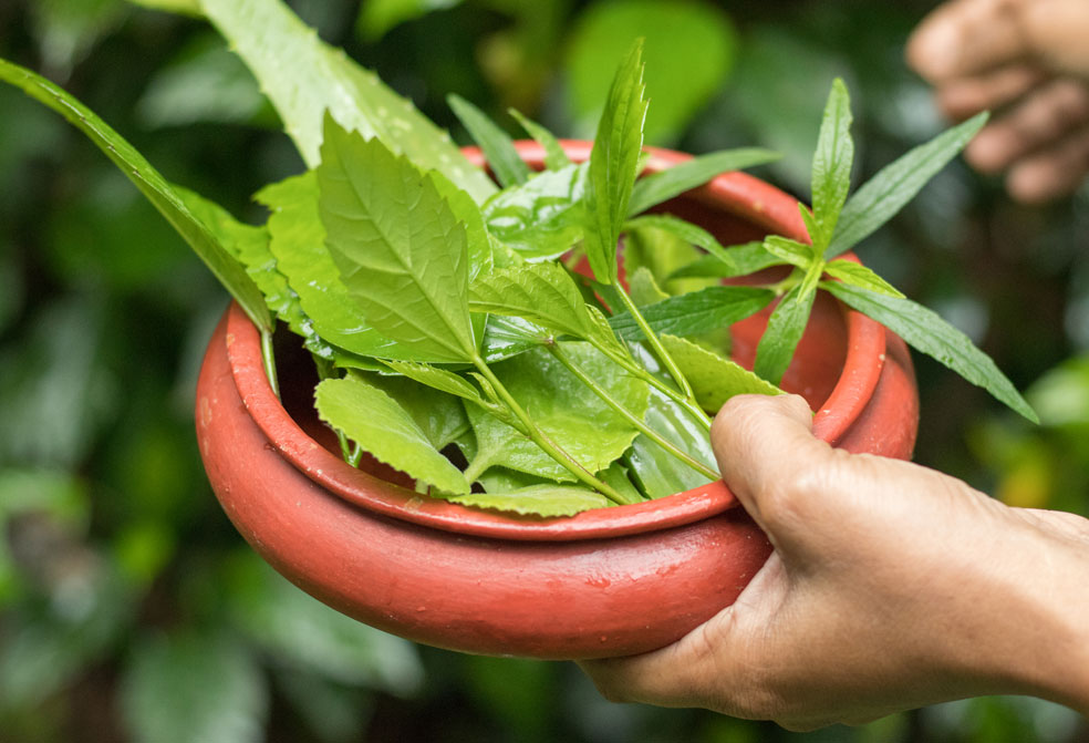 medicinal plant in manchatty at ayura spa,cardamom county, thekkady