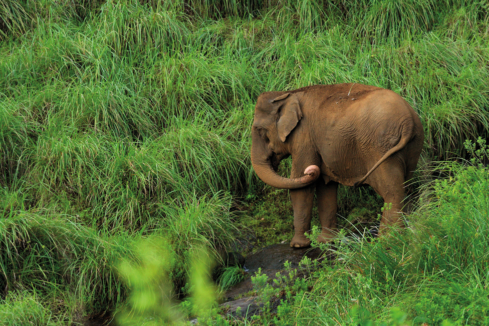 elephant park;