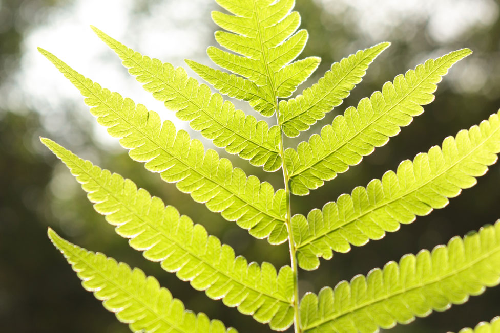 leafs in sunlight;