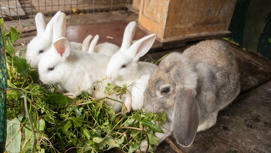 Xandari Resorts - rabbits