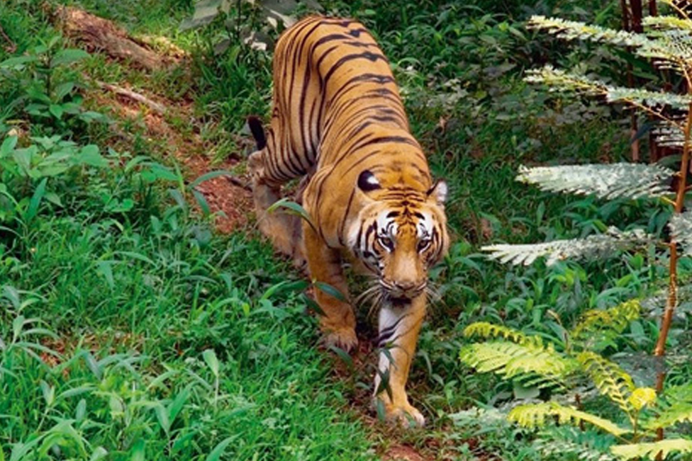 tiger at the periyar tiger reserve;