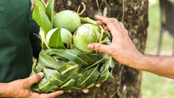 mango harvest at xandari pearl, marari