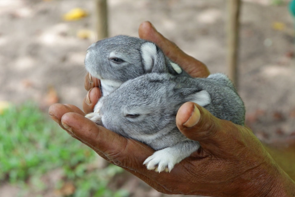 staff at xandari pearl with rabbits