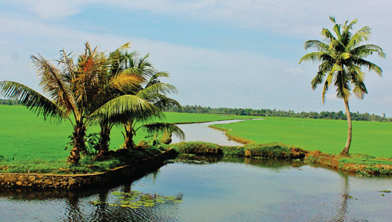 Xandari Resorts - Xandari Riverscapes Alappuzha - beauty of kuttanad paddy fields