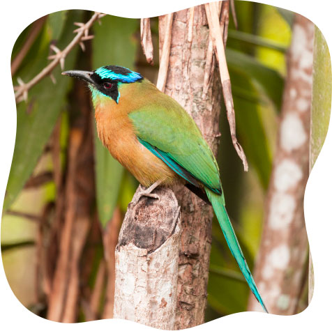 birds to be spotted at xandari costa rica