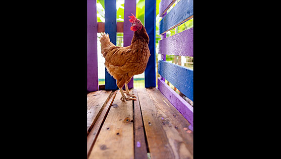 Farm-and-chickens-in-tropical-resort-in-Central-America-Costa-Rica