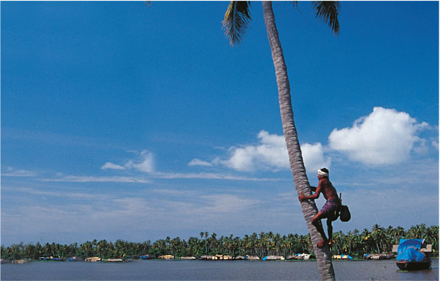 coconut climbing